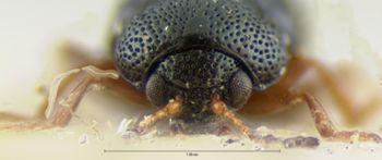 Media type: image; Entomology 18572   Aspect: head frontal view